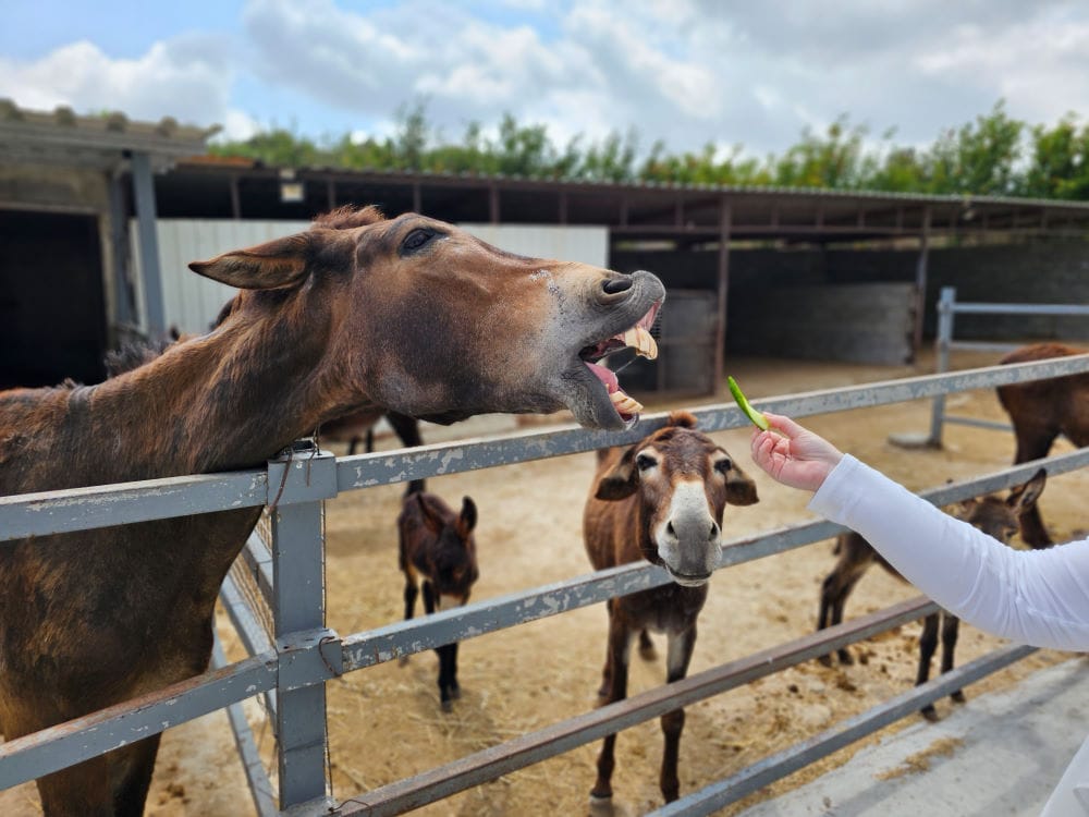 Golden Donkey Farm