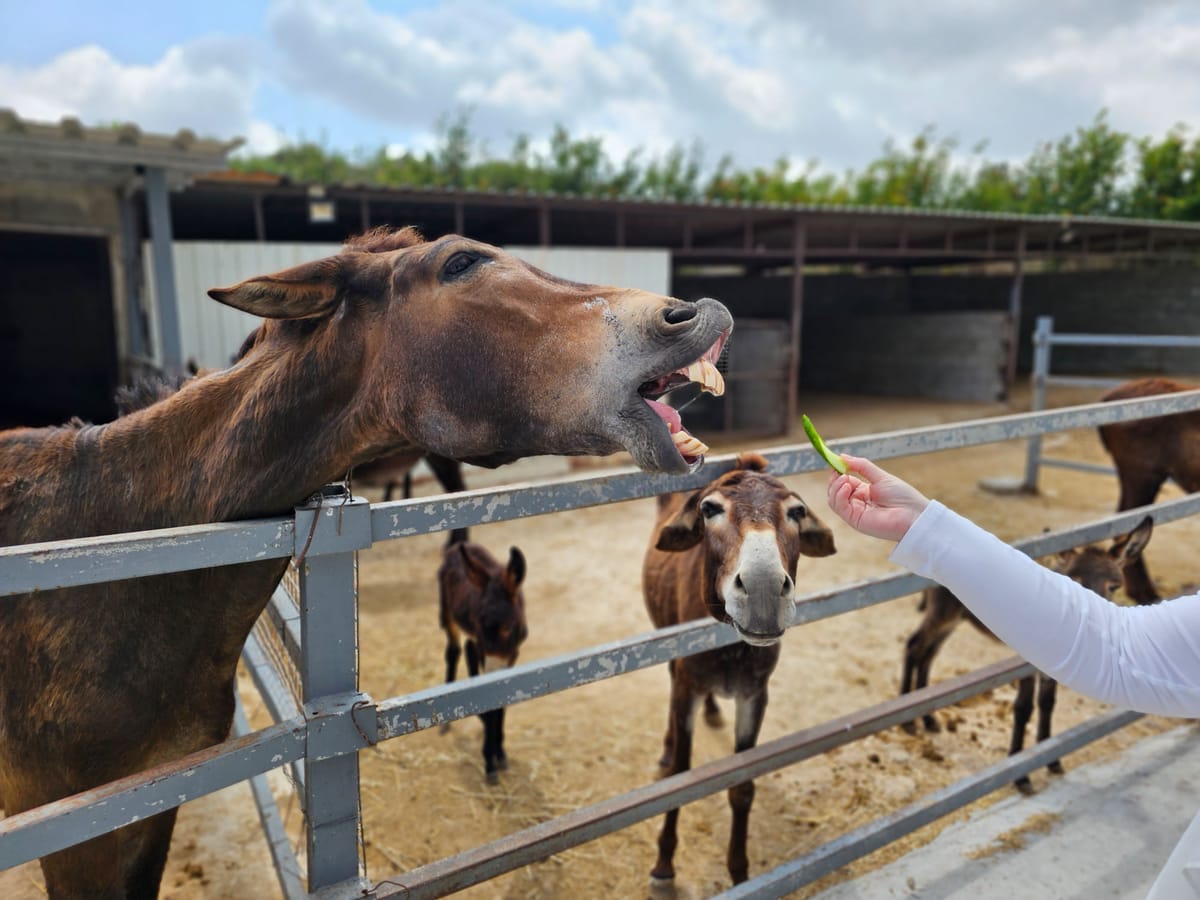 Golden Donkey Farm