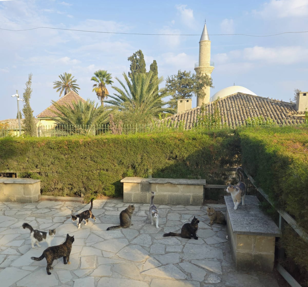 Herbstliche Grüße aus Zypern